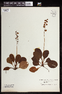 Image Associated With the Occurrence