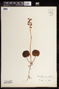 Pyrola asarifolia image