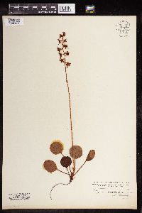 Pyrola asarifolia image