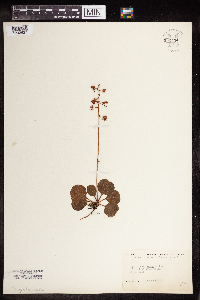 Pyrola asarifolia image