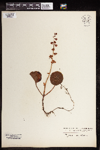 Pyrola asarifolia image