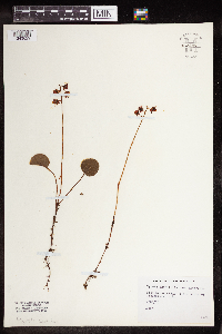 Pyrola asarifolia image