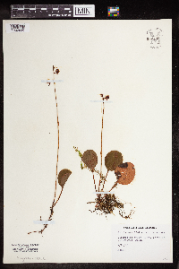 Pyrola asarifolia image