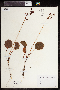 Pyrola asarifolia image