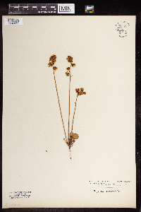 Pyrola chlorantha image