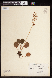Pyrola chlorantha image