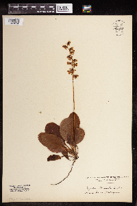 Pyrola chlorantha image