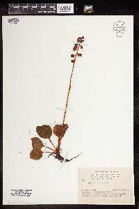 Pyrola elliptica image