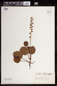 Pyrola americana image