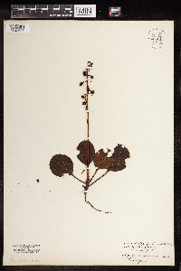 Pyrola americana image