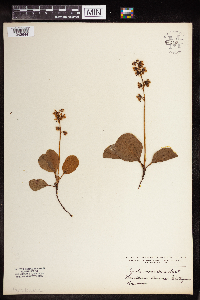 Pyrola americana image