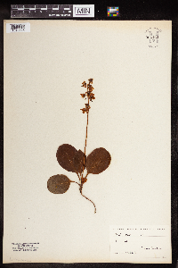 Pyrola elliptica image