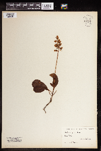 Pyrola elliptica image