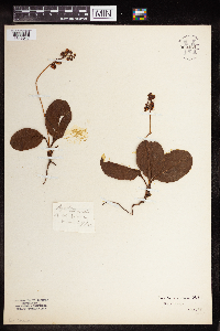 Pyrola elliptica image
