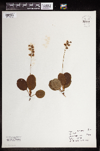 Pyrola elliptica image