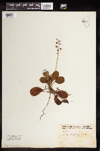Pyrola elliptica image