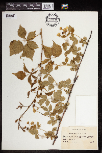 Rubus flagellaris image
