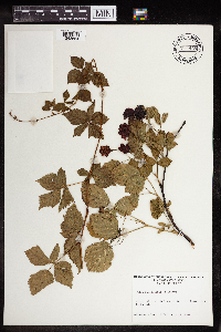 Rubus flagellaris image