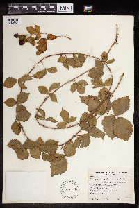 Rubus flagellaris image