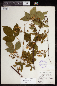 Rubus elegantulus image
