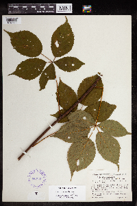 Rubus elegantulus image