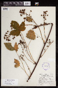 Rubus elegantulus image