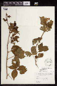 Rubus flagellaris image