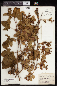 Rubus frondosus image