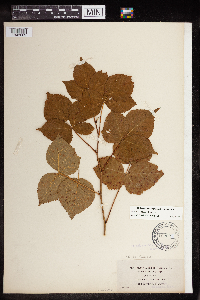Rubus frondosus image