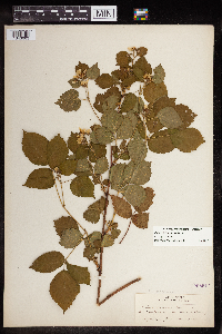 Rubus frondosus image