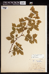 Rubus frondosus image