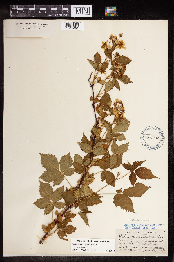 Rubus glandicaulis image