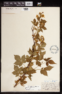 Media resource of Rubus glandicaulis