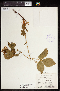 Rubus groutianus image