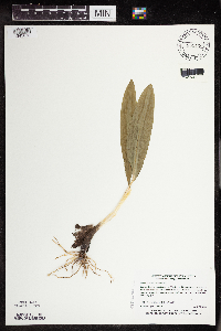 Allium tricoccum image