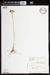 Allium tricoccum image