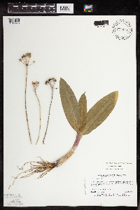 Allium tricoccum image
