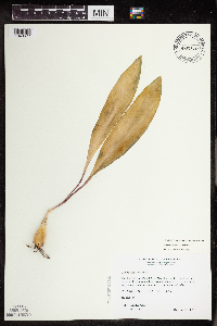 Allium tricoccum image
