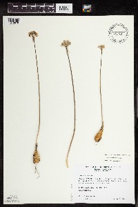 thumbnail image of current specimen