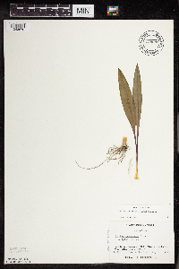 Allium tricoccum image