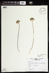 Allium tricoccum image
