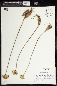 Allium tricoccum var. tricoccum image