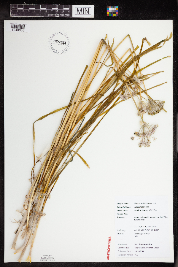 Allium tuberosum image