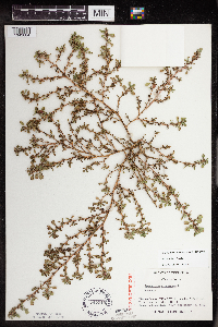 Amaranthus albus image