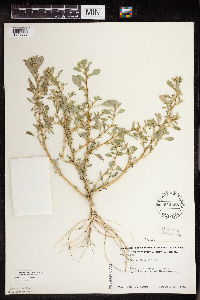 Amaranthus albus image