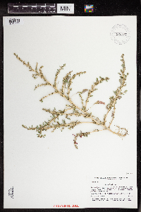 Amaranthus albus image
