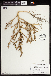 Amaranthus albus image