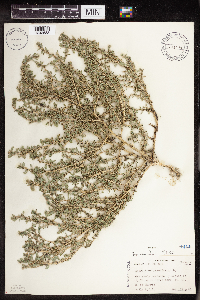 Amaranthus albus image