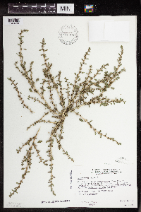 Amaranthus albus image