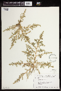 Amaranthus albus image
